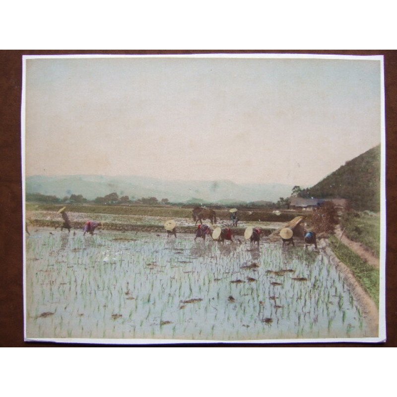 画像1: 明治・手彩色古写真　田植え　20×26cm　