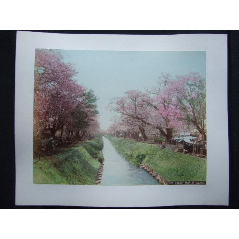 画像3: 明治手彩色古写真　2枚表裏　日下部金兵衛　小金井の桜＆日光雷神　20×26cm　