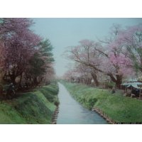 明治手彩色古写真　2枚表裏　日下部金兵衛　小金井の桜＆日光雷神　20×26cm　