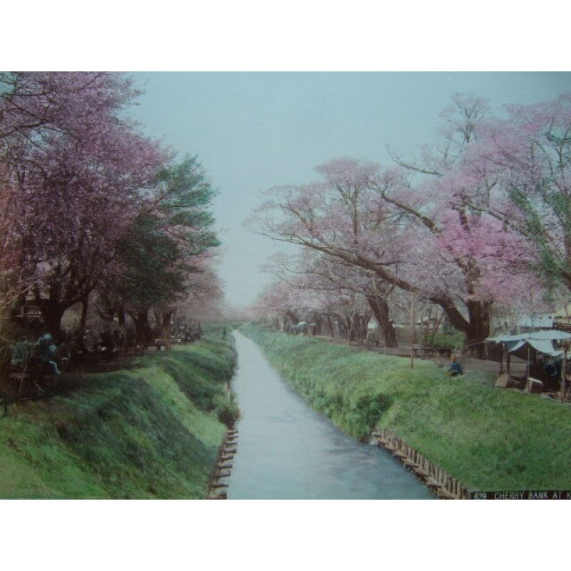 画像1: 明治手彩色古写真　2枚表裏　日下部金兵衛　小金井の桜＆日光雷神　20×26cm　