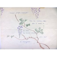 新発見！長谷川潔・ 肉筆画入り大型年賀状　彩色画「藤の花（仮題）」　1956年　