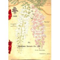 平紙本　(英）横浜種苗会社(Yokohama Nursery Co.)1905年カタログ　25×18　95頁