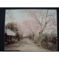 明治・手彩色古写真　 向島の桜 20,5×26,5cm　江崎礼二　　